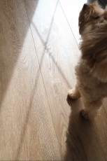 Alpine Floor Liberty Loose Lay LVT ECO 23-5 Макадамия фото 7 | FLOORDEALER